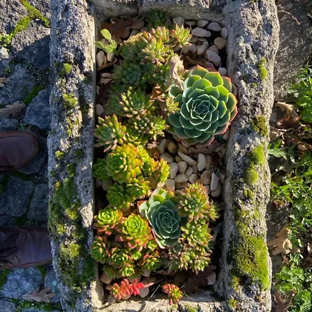 Manteiros Glamping Canas de Senhorim