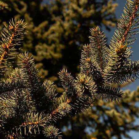 Manteiros Glamping 豪华帐篷