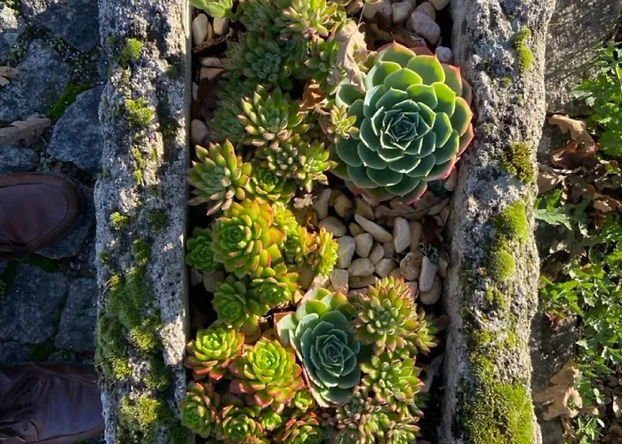 Manteiros Glamping Canas de Senhorim