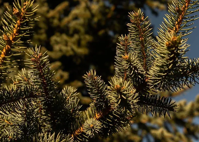 Manteiros Glamping Lyxtält